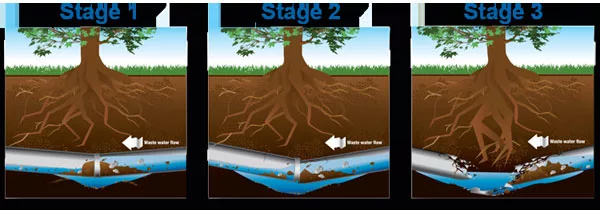 Orangeburg pipes and roots jpg