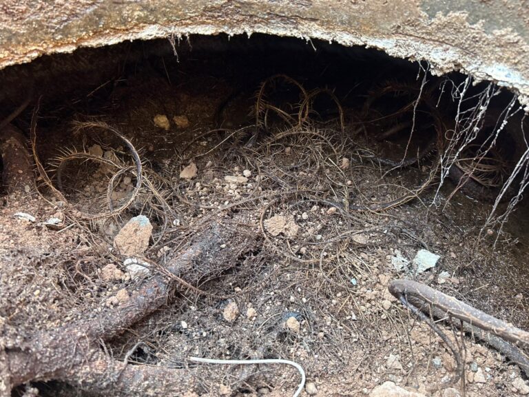 roots.3 7.12.2024