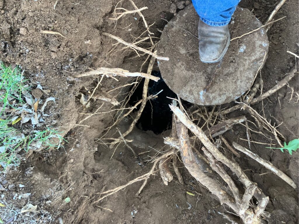 Roots in Tank 12 07 2022